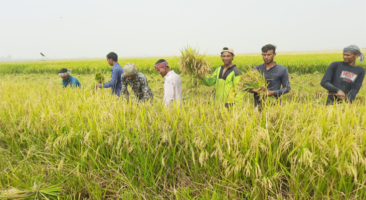 লালমনিরহাটে আগাম জাতের ধান ঘরে তুলতে সীমাহীন আনন্দে চরের চাষিরা